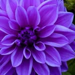 The Violet Dahlia - @the_violet_dahlia - Instagram