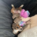 Rowie Violet Dailey - @rowan_the_miniaussie - Instagram
