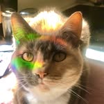 Violet davidson - @violet_tinsel_davidson - Instagram