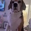 Violet Davies - @violet.davies2 - TikTok