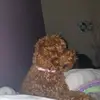 Violet Davies - @violet.davies43 - TikTok