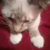 violet - @dewitt_1261 - TikTok