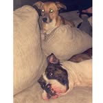 Violet & Duke - @violetandduke - Instagram