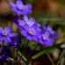 Violet Fields - Facebook