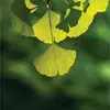 Samantha Yannarell98 - @violet.fitzgerald - TikTok