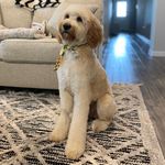 Violet Forrest - @violetthedoodledog - Instagram