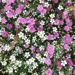 @violet_funkel - Instagram