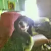 Violet Gardner987 - @violetgardner987 - TikTok