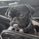 Violet Gardner - @violet_the_pug_2022 - Instagram