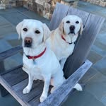 Sunny and Violet Gibson - @gibsongirlpups - Instagram