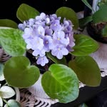Violet Guy - @that_violet_guy - Instagram