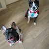 Harvey and Violet - @harveyandviolet - TikTok