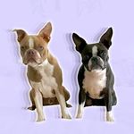 Boston Terriers : Violet&Henry - @violetloveshenry - Instagram