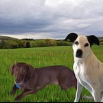 Violet And Henry - @violet_henry_dogs - Instagram