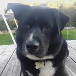 violet henry - @horses01lol - Instagram