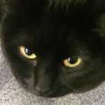 Violet Holm - @ze_kit_cats - Instagram