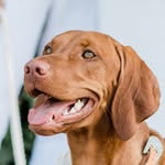 Violet Kurtz-Zigelbaum - @violet.the.vizsla - Instagram