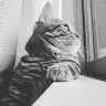 Leo Violet - @leoviolet3 - TikTok