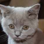 Лео🐱 - @violet_leo_ - Instagram