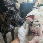 @lincoln_and_violet - Instagram