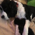 Lincoln Log and Violetina - @lincolnandviolet - Instagram