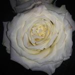 Morgan Alice Fantasia Zora Violet Lincoln - @morganvioletlincoln_1989 - Instagram