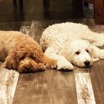 Marley and Violet - @marley_and_violet - Instagram