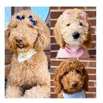 Marley, Scout, Violet - @3doodsnamedmarleyscoutviolet - Instagram