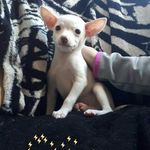 Violetmathison - @oscarthecutestpuppyever - Instagram