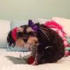 violet Matthews - @vevivovumcutedog - TikTok