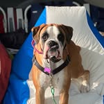 Violet Moore - @violettheboxerbabe - Instagram