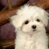 Violet Nicholas - @bagnasbabbarf - TikTok