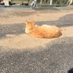 Violet Nichols - @the_cute_cats_21 - Instagram