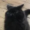 Violet - @violetnoble - TikTok