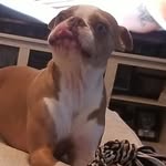 Violet Noel💜lilac BTerrier - @violet_noel_lilacbostonterrier - Instagram