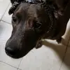 🐶🐶Violetnoel🐶🐶 - @violetnoelwithdogs - TikTok