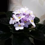 بنفشه آفریقایی - @african_violet_north - Instagram