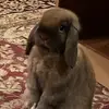 Violet Norton - @violetnorton00 - TikTok