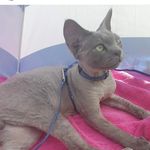 Stine Violet Olsen - @yada_devonrex - Instagram