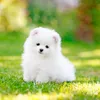 Fluffydog2727 - @violetoneill2727 - TikTok