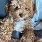 Violet Oneill - Facebook