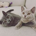 Otto and Violet British Shorthair Kittens - @ottoandviolet - Instagram