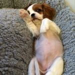 Violet Page - @theadventuresoffluffalicious - Instagram