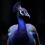 Violet Peacock - Facebook