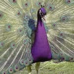 Violet Peacock - @thebestpeacock - Instagram