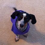 Violet Pearson - @violetdeedog - Instagram