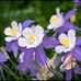 Violet Pham - Facebook