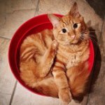 RescueCats Violet Maple Phelps - @violet_maple_phelps_rescuecats - Instagram