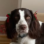 Violet Pittman - @violet_the_springer - Instagram