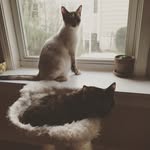Violet + Plum - @violet.plum.meow - Instagram